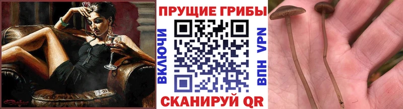 нарко площадка как зайти  Могоча  Псилоцибиновые грибы мухоморы 
